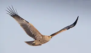 Eastern Imperial Eagle Drucke: Keizerarend, Eastern Imperial Eagle, Aquila heliaca