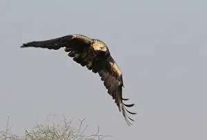 Eastern Imperial Eagle Drucke: Keizerarend, Eastern Imperial Eagle, Aquila heliaca