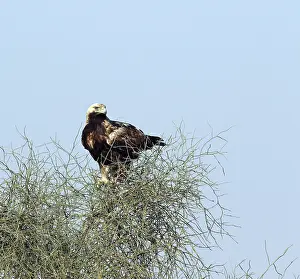Eastern Imperial Eagle Drucke: Keizerarend, Eastern Imperial Eagle, Aquila heliaca