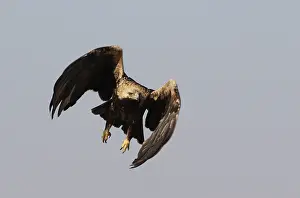 Eastern Imperial Eagle Drucke: Keizerarend, Eastern Imperial Eagle, Aquila heliaca