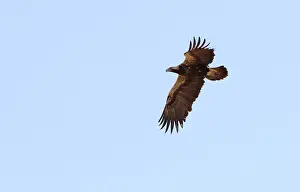 Eastern Imperial Eagle Drucke: Keizerarend, Eastern Imperial Eagle, Aquila heliaca