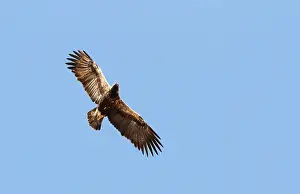 Eastern Imperial Eagle Drucke: Keizerarend, Eastern Imperial Eagle, Aquila heliaca