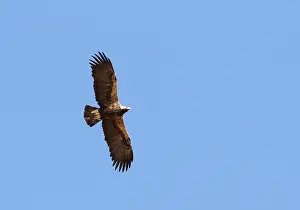 Eastern Imperial Eagle Drucke: Keizerarend, Eastern Imperial Eagle, Aquila heliaca