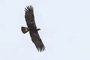 Eastern Imperial Eagle Drucke: Keizerarend, Eastern Imperial Eagle, Aquila heliaca