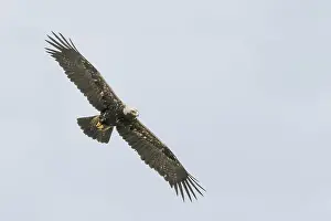 Eastern Imperial Eagle Drucke: Keizerarend, Eastern Imperial Eagle, Aquila heliaca