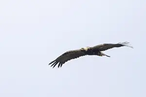 Eastern Imperial Eagle Drucke: Keizerarend, Eastern Imperial Eagle, Aquila heliaca
