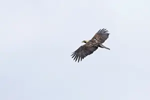 Eastern Imperial Eagle Drucke: Keizerarend, Eastern Imperial Eagle, Aquila heliaca