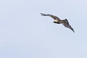 Eastern Imperial Eagle Drucke: Keizerarend, Eastern Imperial Eagle, Aquila heliaca