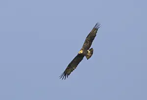 Keizerarend, Östlicher Kaiseradler, Aquila heliaca