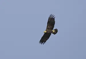 Eastern Imperial Eagle Drucke: Keizerarend, Eastern Imperial Eagle, Aquila heliaca
