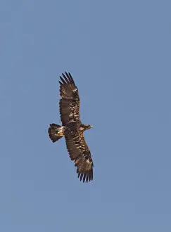 Eastern Imperial Eagle Drucke: Keizerarend, Eastern Imperial Eagle, Aquila heliaca