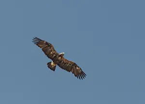 Eastern Imperial Eagle Drucke: Keizerarend, Eastern Imperial Eagle, Aquila heliaca