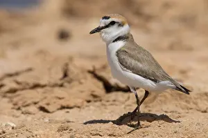African Animal Photos Drucke: Kentish Plover