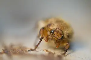 Close Up Insect Photos Drucke: Kever, Beetle
