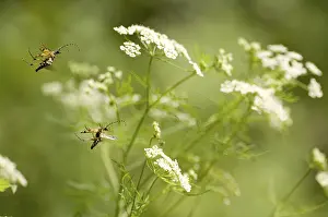 Bilder Datiert 25. September 2014: Käfer, Käfer