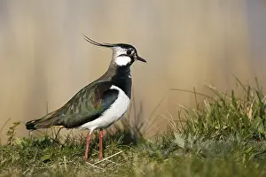 Vanellus Vanellus Images Drucke: Kievit; Lapwing;