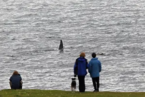 Orcinus Orca Species Drucke: Killer whale, Orcinus orca
