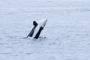 Orcinus Orca Species Drucke: Killer whale, Orcinus orca