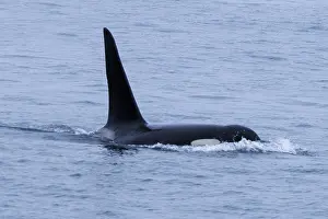 Killer Whale Drucke: Killer whale, Orcinus orca