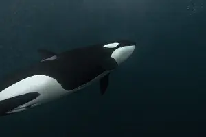 European Coastal Wildlife Drucke: Killer Whale, Orcinus orca