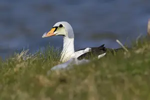 European Duck Species Drucke: King Eider