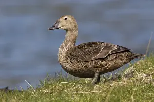 Gerahmter Druck : Königseider