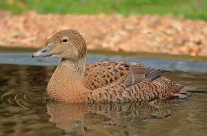 Captive Wildlife Photography Drucke: King Eider, Somateria spectabilis