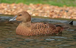 Nature Outdoor Photography Drucke: King Eider, Somateria spectabilis