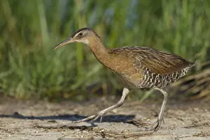 Gerahmter Druck : Königsralle, Rallus elegans Gerahmter Druck : Königsralle, Rallus elegans
