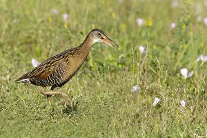 Bilder Datiert 15. April 2017: Königsralle, Rallus elegans