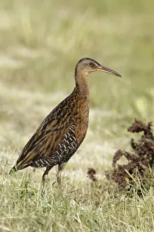 Bilder Datiert 15. April 2017: Königsralle, Rallus elegans