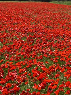 Poppy Flowering Season Drucke: Klaprozen, Poppy's