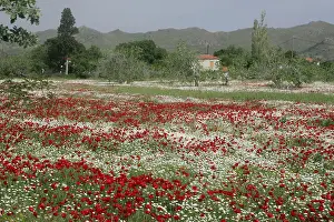 European Flower Landscapes Drucke: Klaprozen, Poppy's