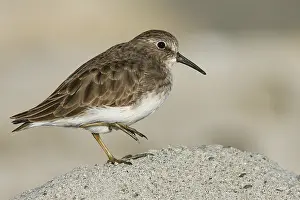 Kleinster Strandläufer, Least Sandpiper, Calidris minutilla