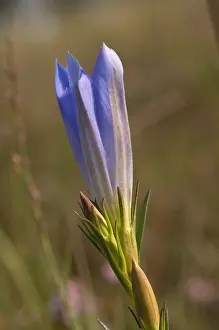Marsh Gentian Drucke: Klokjesgentiaan