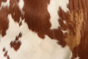 Mammal Images Drucke: Koe, Cow