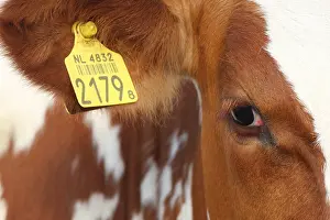 Mammal Portrait Photography Drucke: Koe, Cow