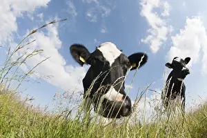 Bos Taurus Drucke: koe; cow