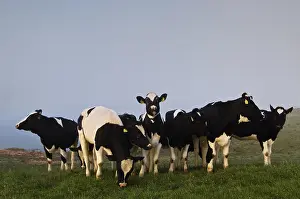 Cow In Meadow Drucke: Koe, Cow