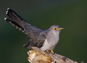 Singing Bird Europe Drucke: Koekoek, Eurasian Cuckoo, Cuculus canorus