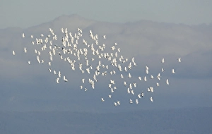 European Bird Migration Patterns Drucke: Koereiger, Cattle Egret, Bubulcus ibis