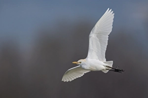 Cattle Egret Images Drucke: Koereiger, Cattle Egret, Bubulcus ibis