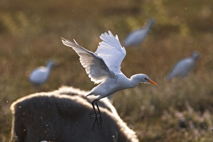 Bird Flight Photos Drucke: Koereiger; Cattle Egret; Bubulcus ibis