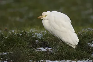 Cattle Egret Plumage Drucke: Koereiger, Cattle Egret, Bubulcus ibis