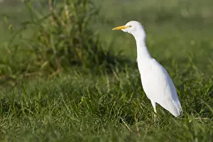 Cattle Egret Images Drucke: Koereiger, Cattle Egret, Bubulcus ibis