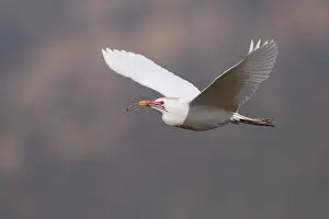 Bubulcus Ibis Drucke: Koereiger, Cattle Egret, Bubulcus ibis