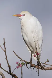 Bubulcus Ibis Drucke: Koereiger, Cattle Egret, Bubulcus ibis