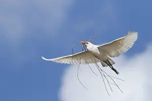 Bubulcus Ibis Drucke: Koereiger, Cattle Egret, Bubulcus ibis