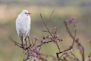 Bubulcus Ibis Drucke: Koereiger, Cattle Egret, Bubulcus ibis