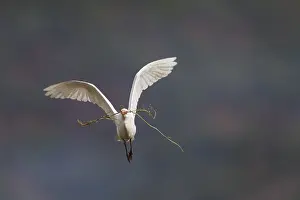 Bubulcus Ibis Drucke: Koereiger, Cattle Egret, Bubulcus ibis